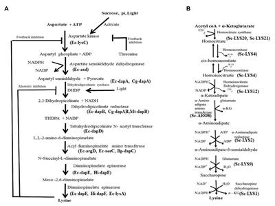 Lysine, Lysine-Rich, Serine, and Serine-Rich Proteins: Link Between Metabolism, Development, and Abiotic Stress Tolerance and the Role of ncRNAs in Their Regulation